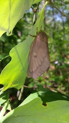 Citheronia sepulcralis