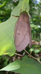 Citheronia sepulcralis