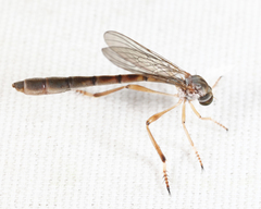 Leptogaster flavipes