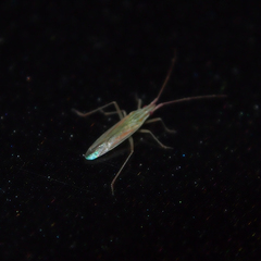 Trigonotylus