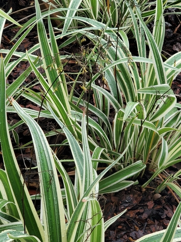 Asphodelaceae image