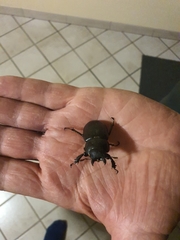 Lucanus tetraodon