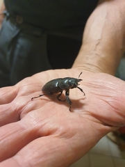 Lucanus tetraodon