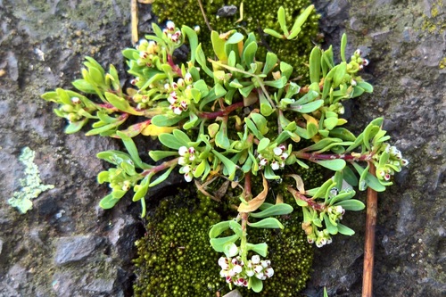 Corrigiola litoralis ssp. litoralis