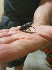 Lucanus tetraodon