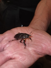 Lucanus tetraodon
