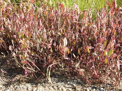 Atriplex dioica