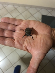 Lucanus tetraodon