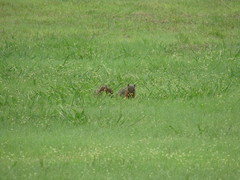 Sciurus niger