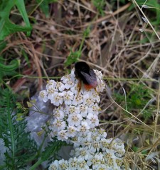 Bombus lapidarius