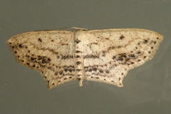 Scopula cacuminaria
