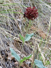 Asclepias hypoleuca