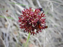 Asclepias hypoleuca