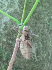 Somatochlora linearis