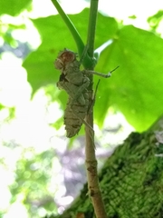 Somatochlora linearis