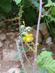 Verbascum agrimoniifolium