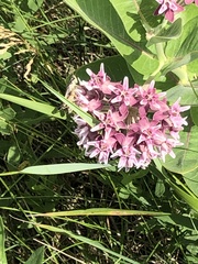 Asclepias speciosa × syriaca