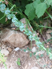 Verbascum agrimoniifolium