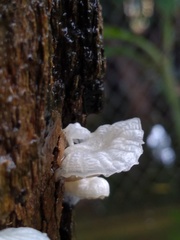Marasmiellus cubensis