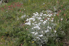 Cerastium biebersteinii