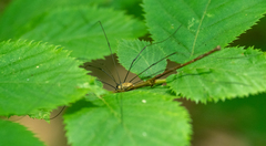 Leiobunum nigropalpi