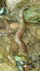 Pseudotriton ruber ruber