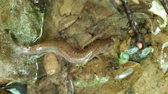Pseudotriton ruber ruber