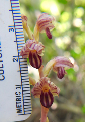 Corallorhiza striata vreelandii