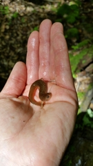 Pseudotriton ruber ruber