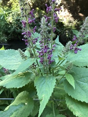 Stachys sylvatica