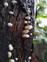 Marasmiellus cubensis