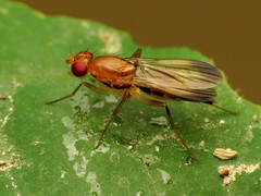 Clusia lateralis