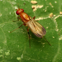 Clusia lateralis