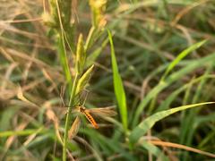 Nephrotoma flavescens