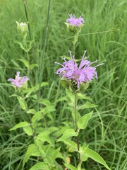 Monarda fistulosa
