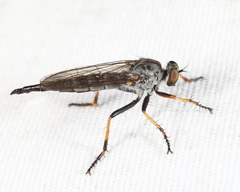Neoitamus flavofemoratus