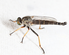 Neoitamus flavofemoratus