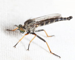 Neoitamus flavofemoratus