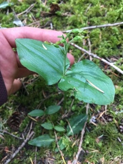 Neottia convallarioides
