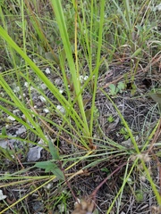 Cladium mariscus jamaicense