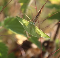 Thetidia smaragdaria