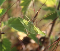 Thetidia smaragdaria