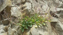 Cistanthe maritima