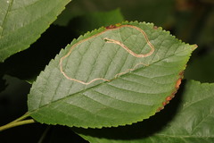 Lyonetia clerkella