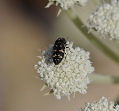 Acmaeoderella flavofasciata flavofasciata