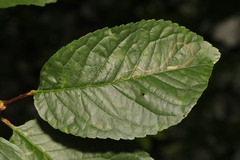 Lyonetia clerkella