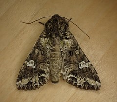 Mamestra configurata