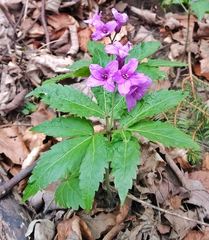 Cardamine glanduligera
