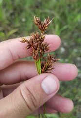 Rhynchospora odorata