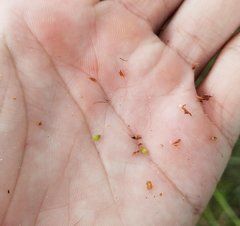 Rhynchospora odorata